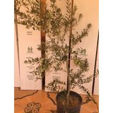 Bol meyveli Saksıda 3 Yaş Bodur Arbequeinea Ispanyol Zeytin Fidanı 50-70 CM