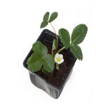 Bol Verimli Çilek Fidesi (5-10 Cm) 1 Adet Saksılı Fide, SRD04022025BYB1456