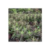 BOL YAVRULU AŞKIN GÖZYAŞLARI ÇİÇEĞİ (KALANCHOE DAİGREMONTİANA) / 30-40 CM.