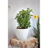 Bolluk Bereket Bitkisi Para Çiçeği 01Pape