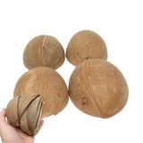 Bonka Bird Toys 1031 Pk4 Yarım Kabuk Hindistan Cevizi Doğal Yem Çiğneme Parti Sanat Zanaat Papağan Amerika Papağanı Afrika Gri
