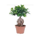 Bonsai 25 30Cm Canlı Ev Salon Bitkisi Ofis Bitkisi, BTS05032025BYB63