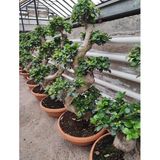 Bonsai Ağaç Bitki S Gövde Shape 80 cm, İç Mekan Yapay Bitki