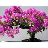 Bonsai Ağacı 5 (Saksı Toprak Seti)