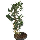 BONSAİ AĞACI -95 CM UZUNLUĞUNDA
