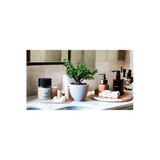 Bonsai Ağacı Afra Para Bitkisi