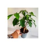 Bonsai Agaci - Ficus Bonsai -(Çicegi) Özel Bitki Kalin Gövde
