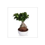 Bonsai Ağacı - Ficus Ginseng (büyük 35-55 Cm)