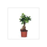 Bonsai Ağacı - Ficus Ginseng (Küçük 15-35 Cm)