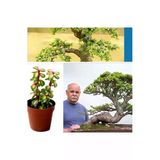 Bonsai Ağacı Fidesi Afra Yeşim 5.5 828o2oroor