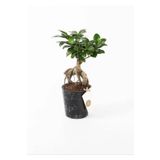 Bonsai Ağacı