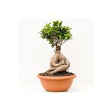 Bonsai Benjamin- Ficus Ginseng Bonsai