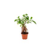 Bonsai Bitkisi - Küçük Bonsai Ağacı - Ficus Microcarpa Ginseng 7Cm