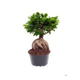 Bonsai Bitkisi Sevgililer Gününe Özel Tül Kuşkonmaz