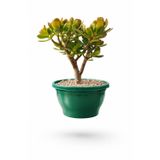 BONSAİ CRASSULA OVATA - PARA AĞACI (5 YAŞINDA)