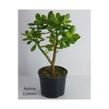 Bonsai Crassula Ovata Para Ağacı Fidanı 10-20 Cm