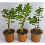 Bonsai Crassula Ovata Para Ağacı Fidanı 8 cm Saksıda (1 Adet )