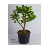 Bonsai Crassula Ovata Para Ağacı Yeşim 10Cm Saksıda Büyük Boy, bonsai7yaş