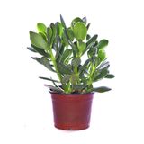 Bonsai Crassula Ovata Para Ağacı Yeşim 10Cm Saksıda Büyük Boy, SRD789