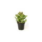 Bonsai Crassula Ovata Para Ağacı Yeşim 10Cm Saksıda