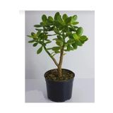 Bonsai Crassula Ovata Para Ağacı