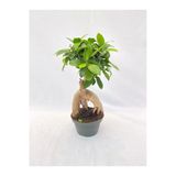 Bonsai Ficus 30 -35 Cm