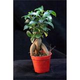 Bonsai Ficus Gignseng 1.kalite