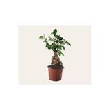 Bonsai ( Ficus Ging Seng) 30 cm