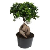 Bonsai Ficus Ginseng 20CM