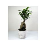 Bonsai Ficus Ginseng Beyaz Seramik Saksılı