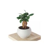 Bonsai Ficus Ginseng (Bonsai Sans & Bereket Agaci)