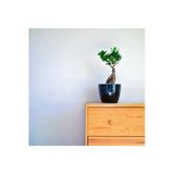 Bonsai Ficus Ginseng (dekoratif Saksı )