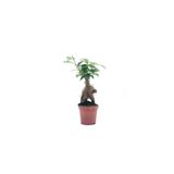 Bonsai Ficus Ginseng Mini 10-15CM