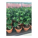 Bonsai Ficus Ginseng S Gövde 110-120 Cm Bonsai S Gövde