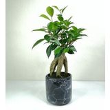 Bonsai Ficus Ginseng Siyah Seramik Saksılı