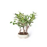 Bonsai Ficus Krem Oval Saksılı 21Cm Ø