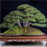 Bonsai Fıstık Çamı Ağacı Fıstık Çamı Tohum 5 Tohum +Hediye Tohum