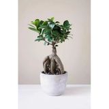 Bonsai Ginseng Ithal 62526