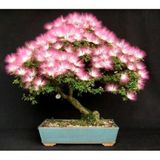 Bonsai Gülibrişim Ağacı Tohumu 5 Tohum + Set Toprak + Saksı+
