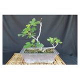 Bonsai Incir Ağacı Tohumu 10 Adet Tohum