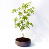 BONSAİ JAPON AKÇAAĞACI 2 ADET - GREY SERİSİ HEDİYELİK