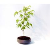 BONSAİ JAPON AKÇAAĞACI 3 ADET - GREY SERİSİ HEDİYELİK