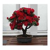Bonsai Kırmızı Gül Ağacı Tohumu Ekim Seti 5 Adet Tohum + Saksı + Toprak Hediye Tohum