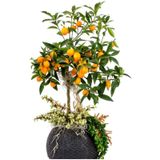 Bonsai Kumkuat - Kamkat Ağacı Tohumu Tropikal Ağaç Tohumları 5 Adet Tohum