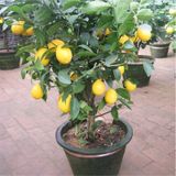 Bonsai Limon Ağacı Tohumu Tropikal Ağaç Tohumları 3 Adet Tohum