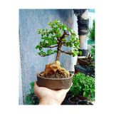 Bonsai Para Ağacı Dekoratif Saksıda