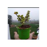 Bonsai Para Ağacı Fidanı 8.5 Saksıda 15-20 cm