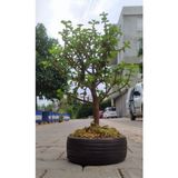 Bonsai Para Ağacı - Para Çiçeği - Bereket Ağacı Dekoratif Saksılı