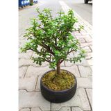 Bonsai Para Ağacı - Para Çiçeği - Bereket Ağacı