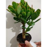 Bonsai Para Çiçeği Şans Çiçeği Bereket Çiçeği 10-20 cm